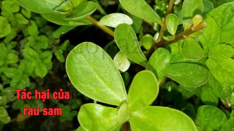 Tác hại của rau sam