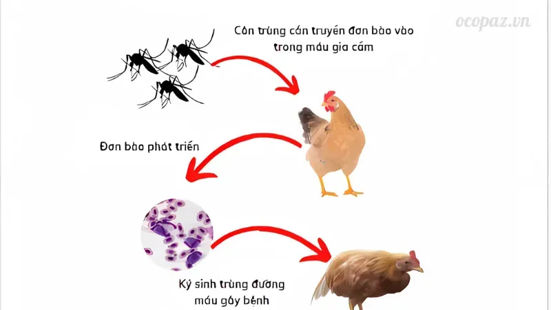 Hậu quả nếu không kiểm soát tốt bệnh cầu trùng