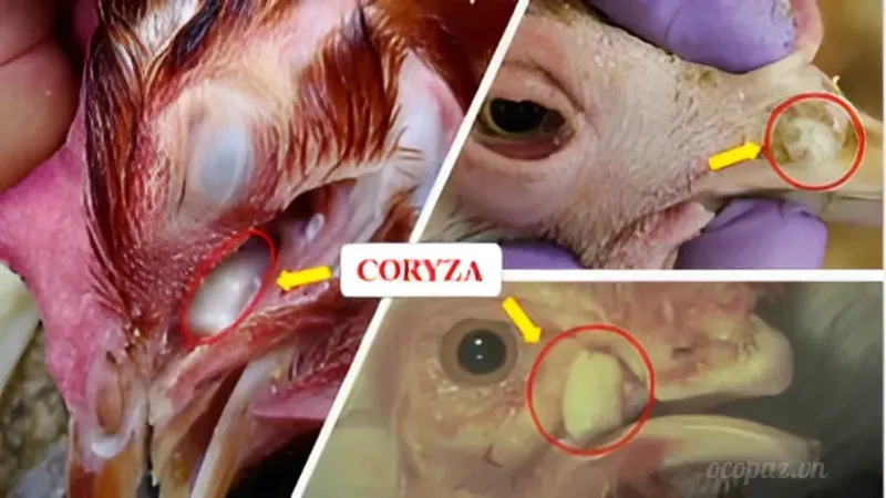 Bệnh Coryza trên gà là gì?