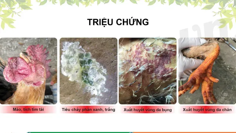 Triệu chứng bệnh cúm gia cầm ở gà