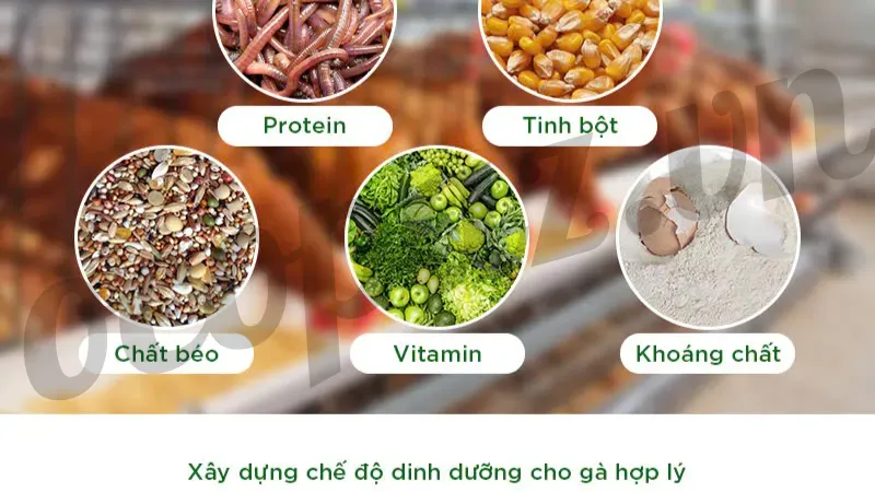 Tư vấn về chế độ dinh dưỡng và sức khỏe tổng thể cho gà