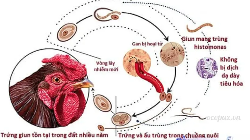 Nguyên nhân gây bệnh đầu đen ở gà