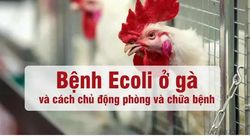 Giới thiệu về bệnh Ecoli trên gà