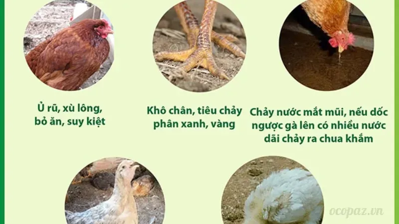 Triệu chứng của bệnh gà rù