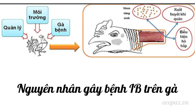 Nguyên nhân gây bệnh IB trên gà