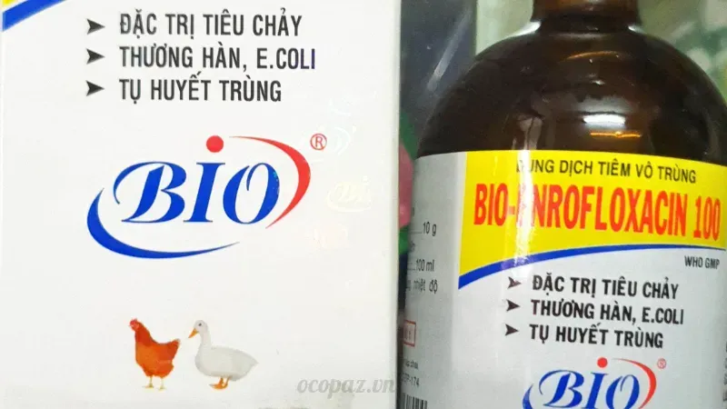 Cách điều trị bệnh IB trên gà