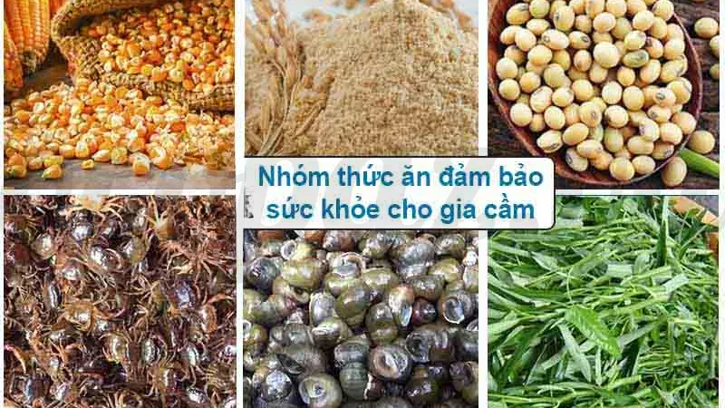 Cách phòng ngừa bệnh khô chân ở gà