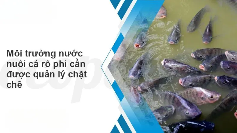 Nguy cơ và cách chữa bệnh lồi mắt ở cá rô phi hiệu quả 6