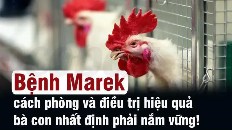 Phương pháp điều trị bệnh Marek