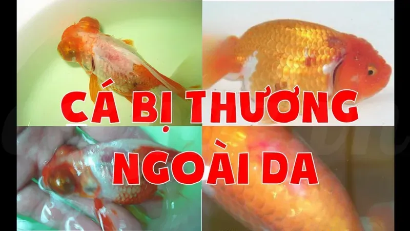 Hướng dẫn chi tiết điều trị bệnh nấm trắng ở cá vàng tại nhà 2