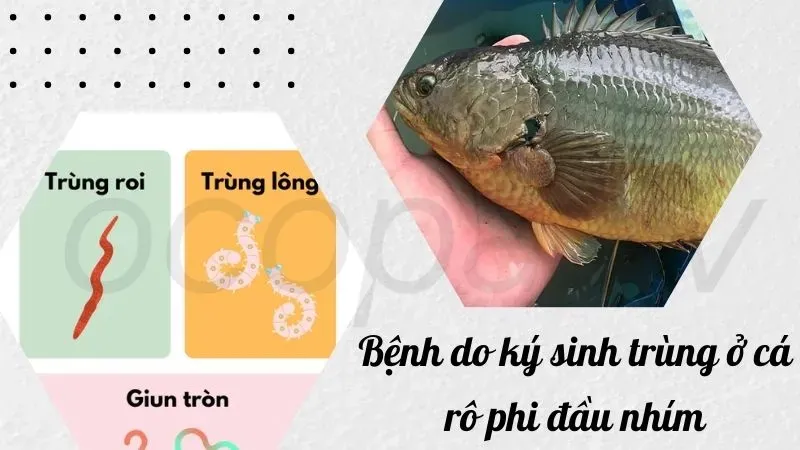 Nhận biết bệnh ở cá rô đầu nhím - Dấu hiệu và triệu chứng 4