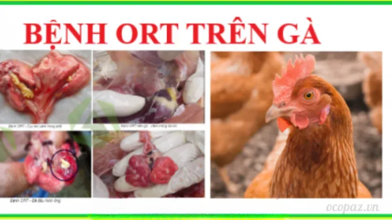 Bệnh ORT trên gà là gì?