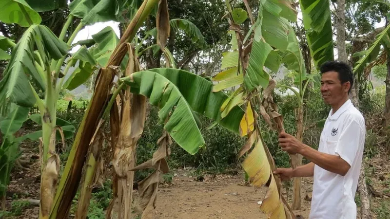 Bệnh Panama trên chuối - Nguyên nhân, triệu chứng và cách điều trị 3