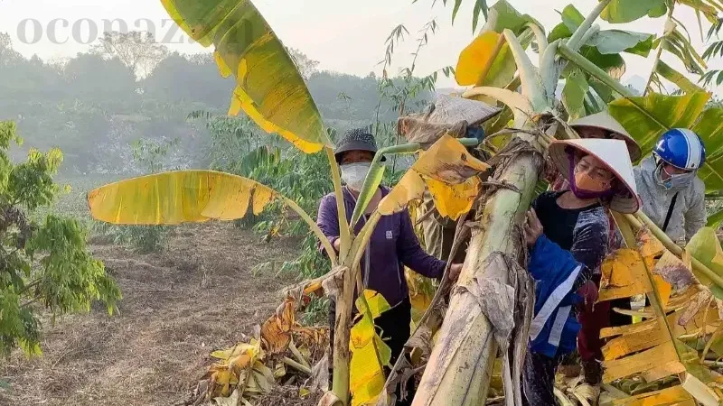 Bệnh Panama trên chuối - Nguyên nhân, triệu chứng và cách điều trị 5