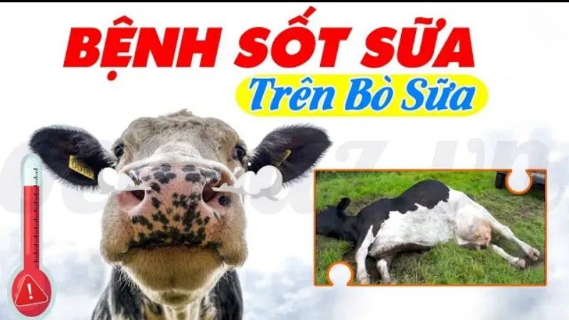 Bệnh sốt sữa ở bò có nguy hiểm không? Giải pháp hiệu quả 1