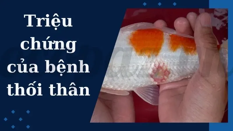 Tìm hiểu bệnh thối thân ở cá và cách phòng ngừa hiệu quả 3