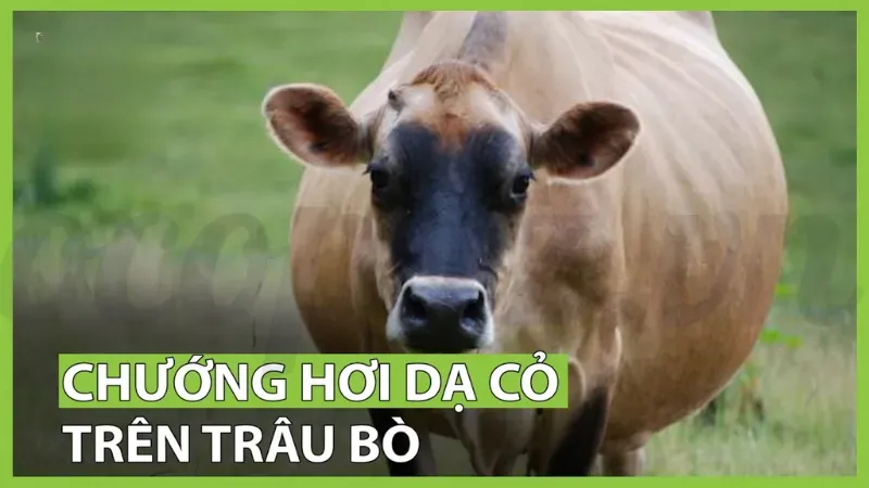 10 bệnh thường gặp ở bò và cách phòng tránh hiệu quả nhất 5