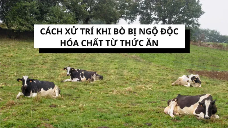 10 bệnh thường gặp ở bò và cách phòng tránh hiệu quả nhất 6