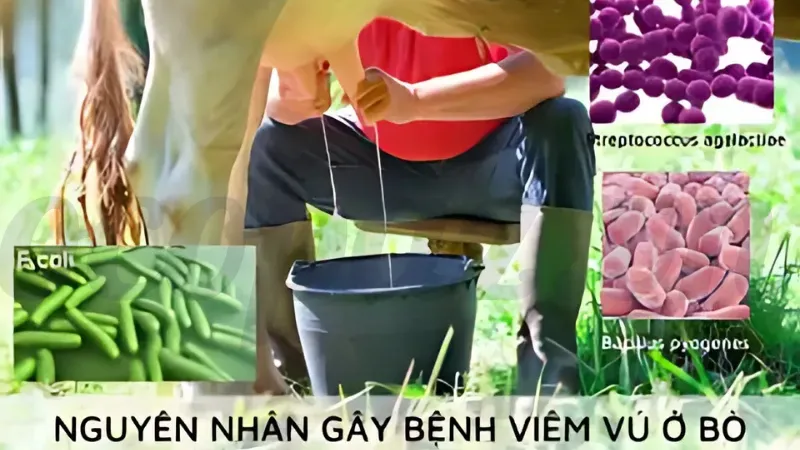 10 bệnh thường gặp ở bò và cách phòng tránh hiệu quả nhất 8