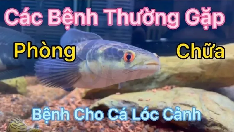 Làm sao để phòng ngừa các bệnh thường gặp ở cá lóc cảnh? 2