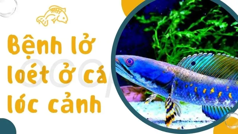 Làm sao để phòng ngừa các bệnh thường gặp ở cá lóc cảnh? 8