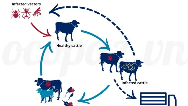 Cách điều trị bệnh viêm da nổi cục ở bò đảm bảo hiệu quả 2