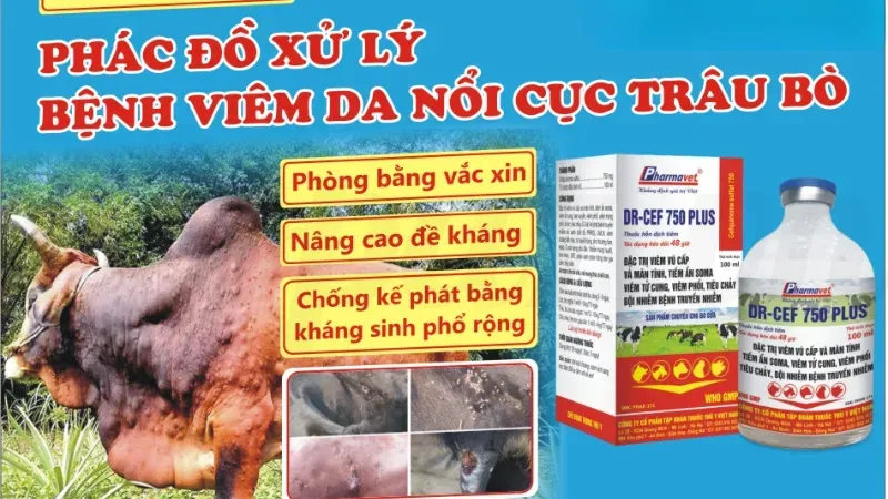 Cách điều trị bệnh viêm da nổi cục ở bò đảm bảo hiệu quả 6