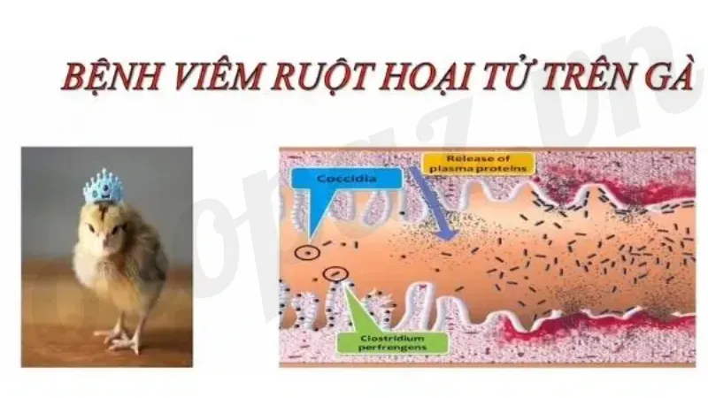 Giới thiệu bệnh viêm ruột hoại tử ở gà