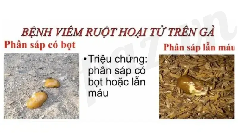 Triệu chứng của bệnh viêm ruột hoại tử ở gà