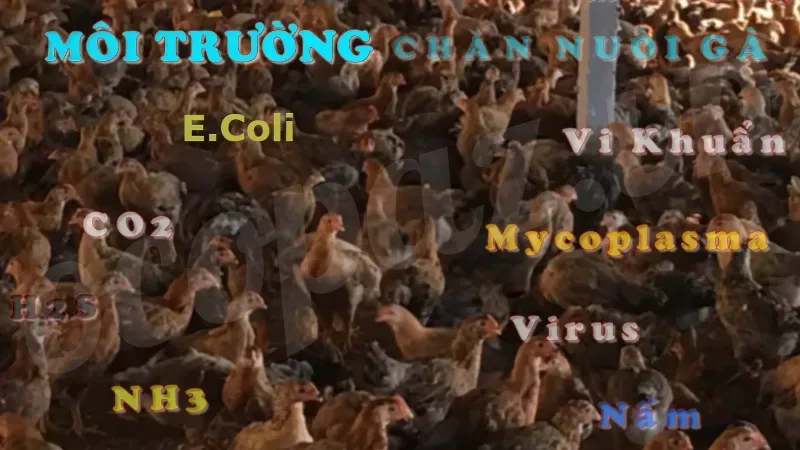 Nguyên nhân bệnh viêm ruột hoại tử ở gà