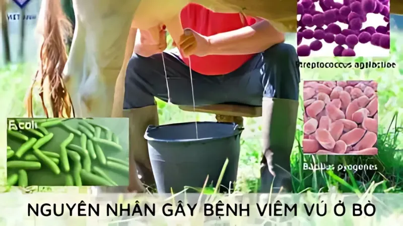 Tìm hiểu về bệnh viêm vú ở bò và phương pháp điều trị 2