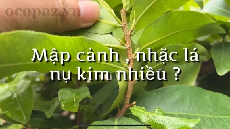 Bón phân gì cho cây mai mập cành? Bí quyết để cây nở hoa đẹp 2