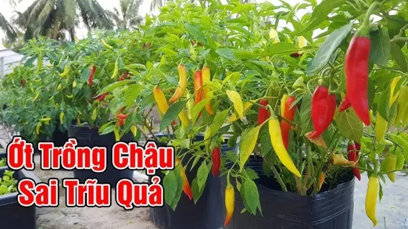 Bón phân gì cho cây ớt ra trái nhiều nhất? Bí quyết từ chuyên gia 4