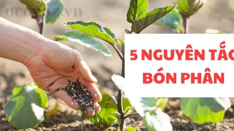 Bón phân lót cho cây trồng có ý nghĩa gì? Những lợi ích không thể bỏ qua 5