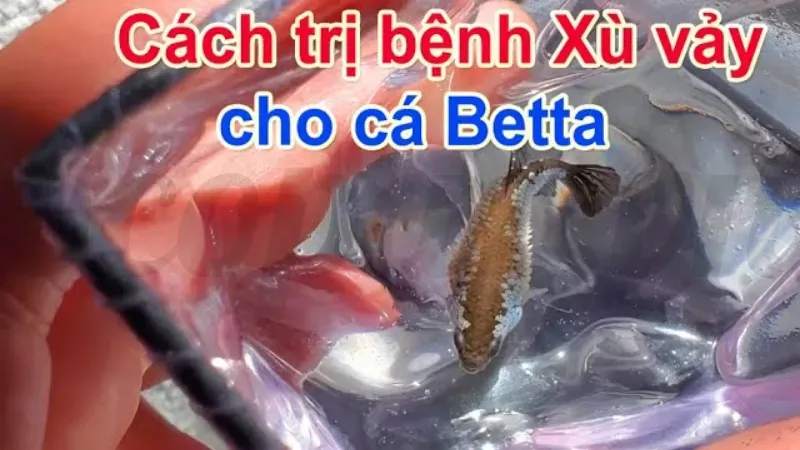 Top 10 các bệnh thường gặp ở cá và cách phòng tránh 4