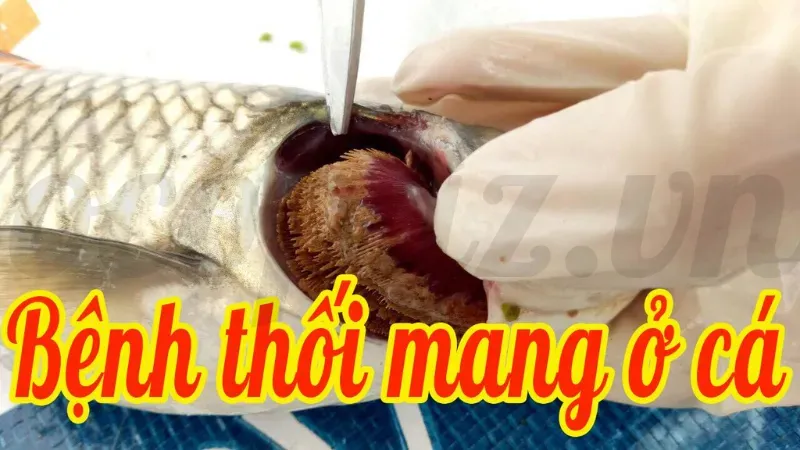 Top 10 các bệnh thường gặp ở cá và cách phòng tránh 8