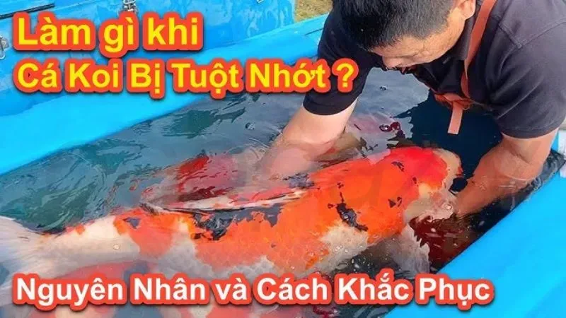 Tổng hợp các bệnh thường gặp ở cá koi và cách chữa trị 2