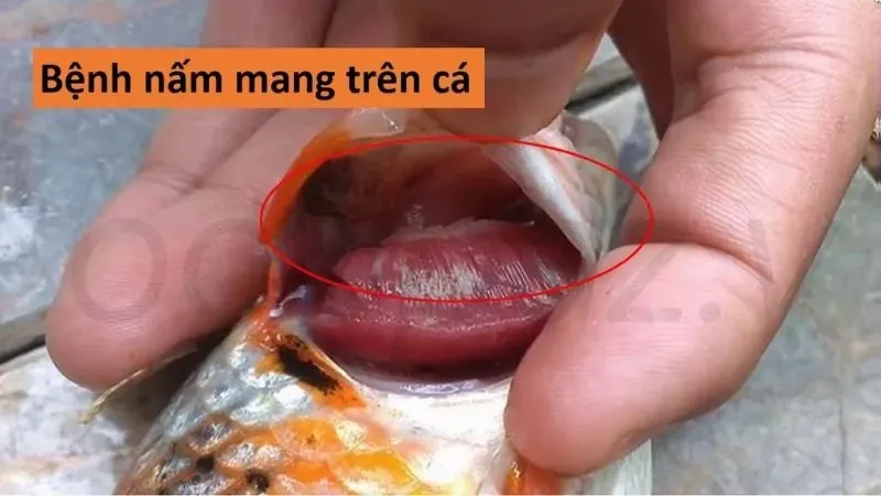 Tổng hợp các bệnh thường gặp ở cá koi và cách chữa trị 7