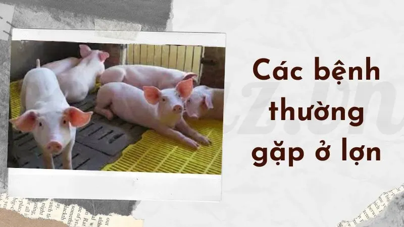 Top 5 các bệnh thường gặp ở lợn và cách phòng tránh  1