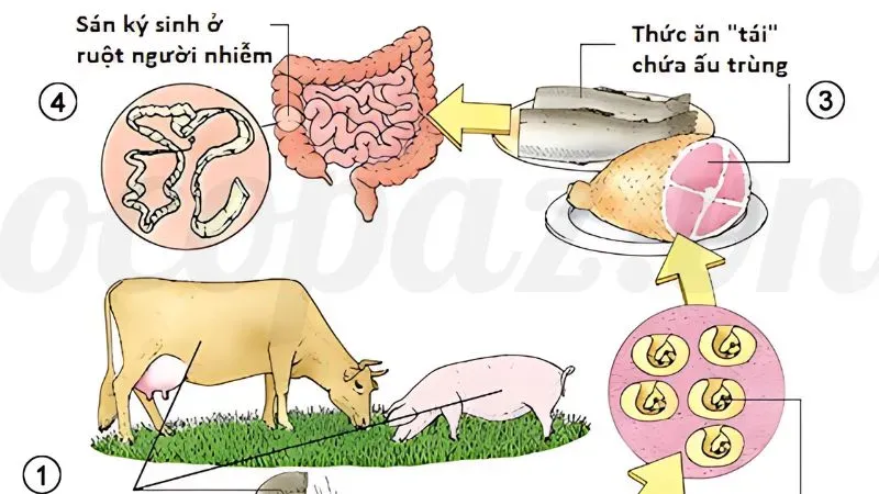 Top 5 các bệnh thường gặp ở lợn và cách phòng tránh  8