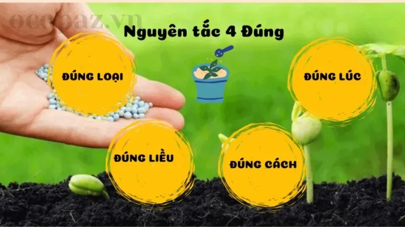 Bón NPK cho cây ăn quả như thế nào để đảm bảo cây phát triển tốt? 4