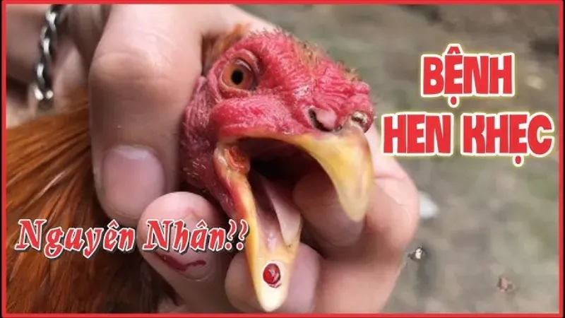 Nguyên nhân gây bệnh hen khẹc ở gà