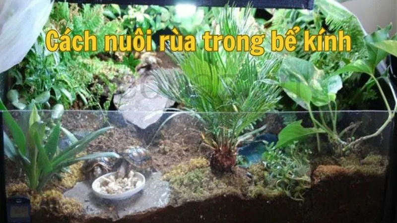 Cách nuôi rùa trong bể kính