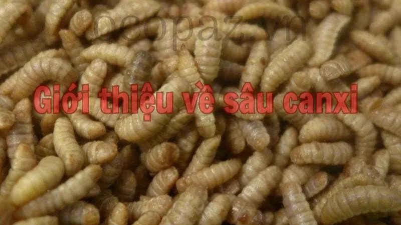 Giới thiệu về sâu canxi