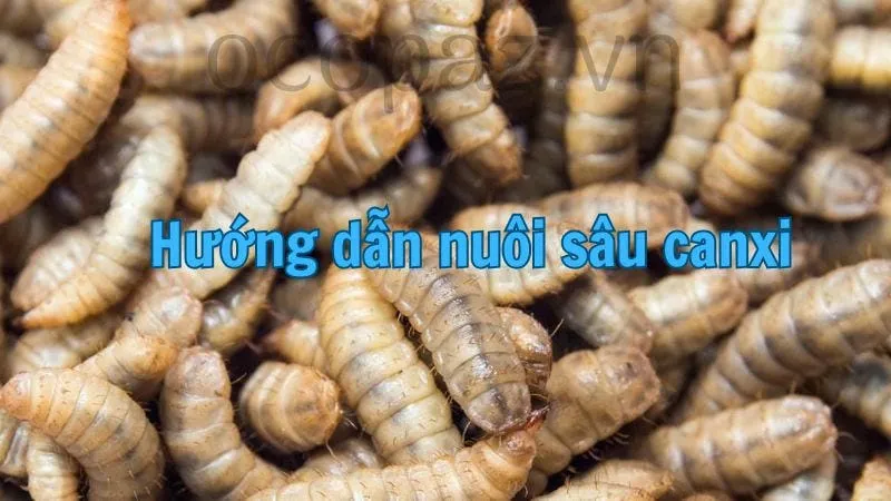 Hướng dẫn nuôi sâu canxi