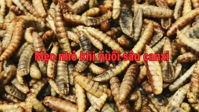 Mẹo nhỏ khi nuôi sâu canxi