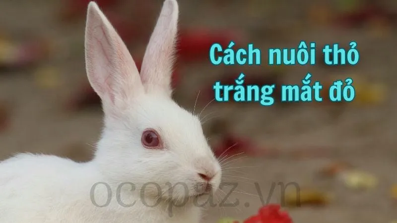 Cách nuôi thỏ trắng mắt đỏ