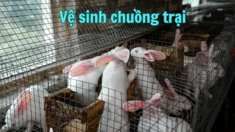 Vệ sinh chuồng trại