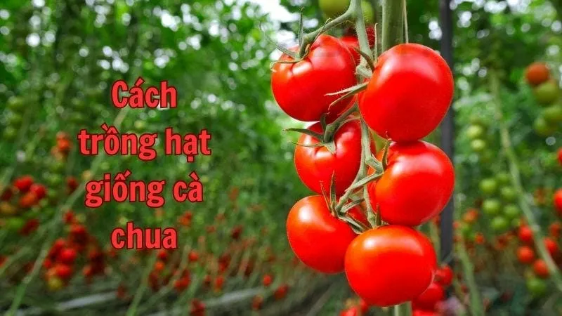 Cách trồng hạt giống cà chua