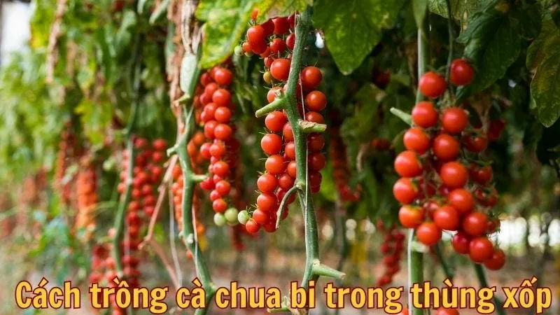 Cách trồng cà chua bi trong thùng xốp